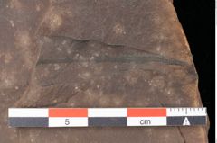 Foto (Detailsansicht) von Quercus palaeoilex Ettingshausen (NHMW-GEO-2024-0188-0883)